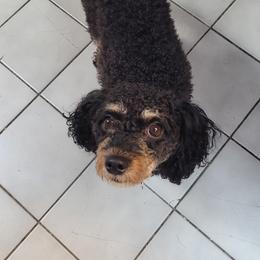 Daisy - Maltipoo