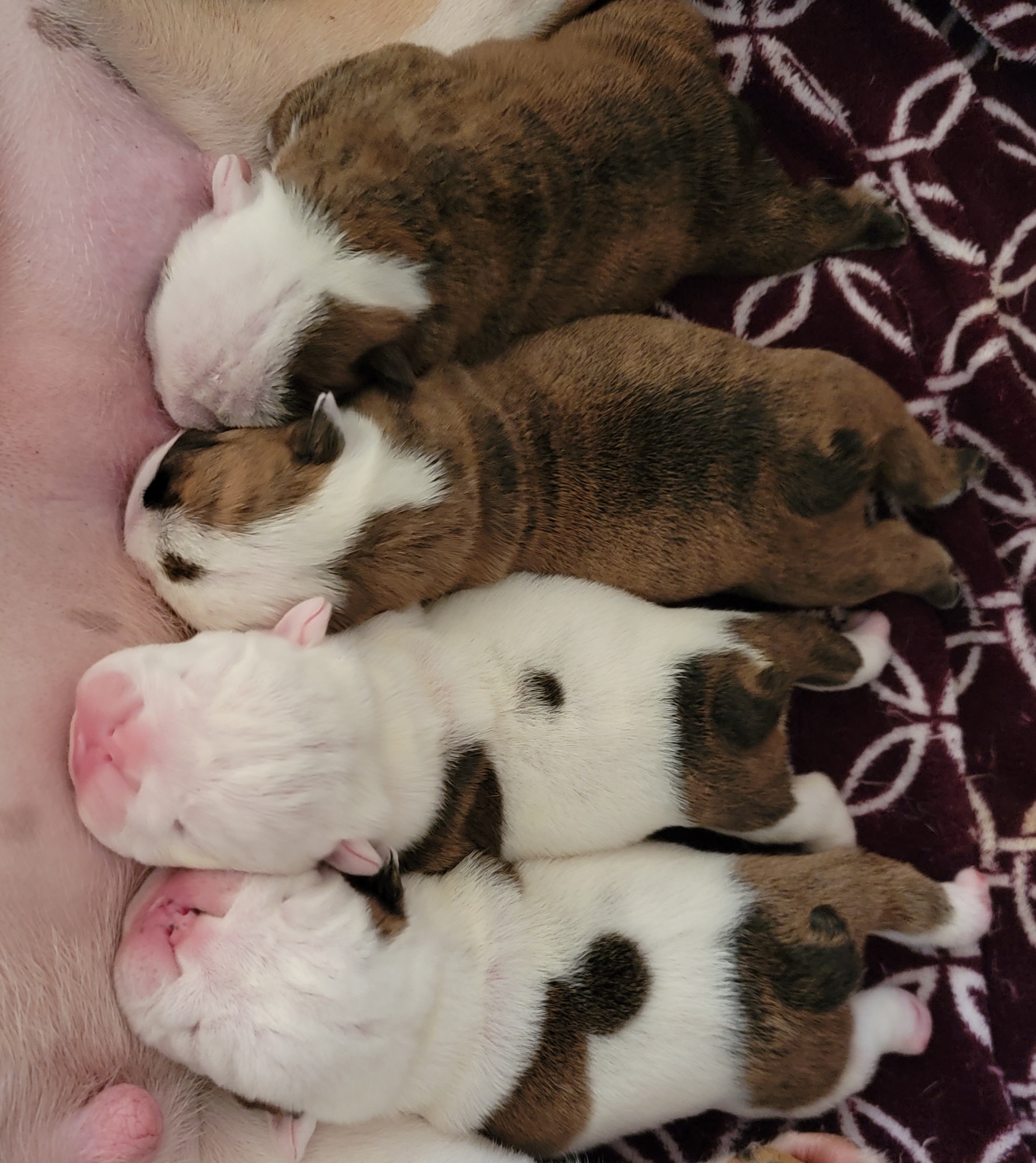 Bulldog Puppies from SureFire Bulldogs