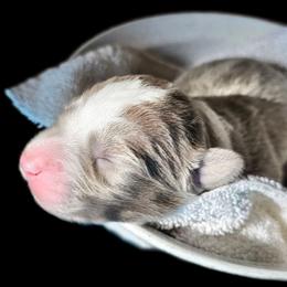 Violet - Lilac female Border Collie puppy in Cedar Springs, Michigan from Lyncroft Border Collies