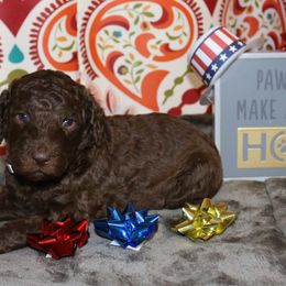 Poodle Puppies from RK'S Pets