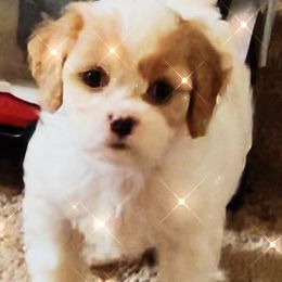 Cavapoo Puppies from Callaway's Cavaliers