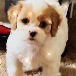 Cavapoo Puppies from Callaway's Cavaliers