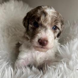 Boba - Red merle male Aussiedoodle puppy in Clarkston, Washington from Doodle & Poodle Palace