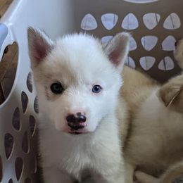 Siberian Husky Puppies from Marsh Creek Huskies
