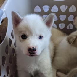Siberian Husky Puppies from Marsh Creek Huskies
