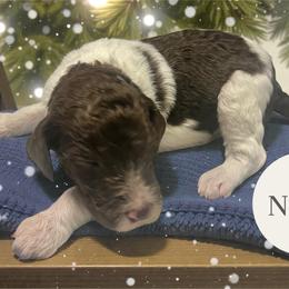 North - Parti male Goldendoodle puppy in Ellenburg Center, New York from Kristin's Puppies