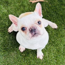 Popcorn - Boston Terrier