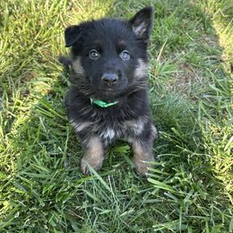 German Shepherd Puppies from Austin’s German Shepherd’s