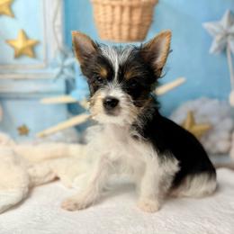 Leo 1500 small - Parti male Yorkshire Terrier puppy in Douglas, Georgia from South Georgia Yorkies and Biewers