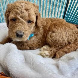 Light Blue Collar - Red male Assorted Doodle Crosses puppy in Marysville, California from Dailey Doodles and Dachshunds