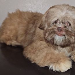 Shih Tzu Puppies from Shantii's Shih Tzu's