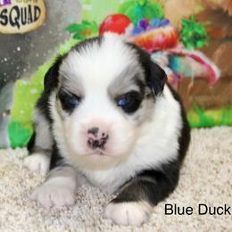 Blue Duck - Blue merle male Miniature Australian Shepherd puppy in Ronan, Montana from Dirt Road Aussie’s of Montana