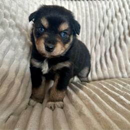 Sandy - Black tri female Miniature Australian Shepherd puppy in New Hampton, Iowa from Full River Australian Shepherds