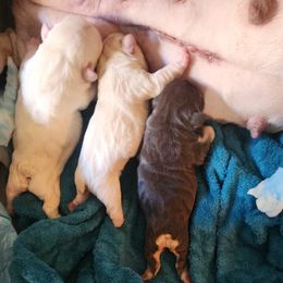 French Bulldog puppies from Halverson Bulldogges