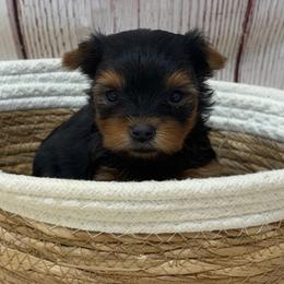 Winston SMALL - Black and tan male Yorkshire Terrier puppy in Monticello, Iowa from Ashley’s Puppies