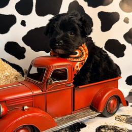 Michelangela (Mikey) - Black female Miniature Schnauzer puppy in Paris, Texas from Black Star Farm