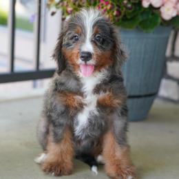 Silver - Blue merle male Bernedoodle puppy in Dundee, Ohio from Down Home Doodle