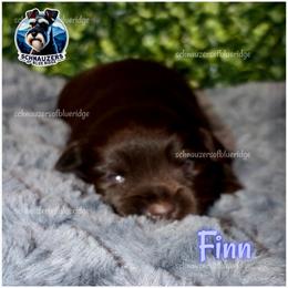 Finn - Liver male Miniature Schnauzer puppy in Spruce Pine, North Carolina from Schnauzers of Blue Ridge