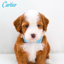 Cartier - Brown and white male Bernedoodle puppy in Diamond Bar, California from Furrytaildoodles