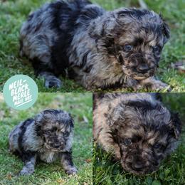 Neil - Black merle male Mudi puppy in Gatlinburg, Tennessee from Greenbrier