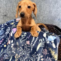 Opal - Red female Dachshund puppy in Crossville, Tennessee from Golden Critter Farm
