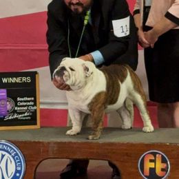 Tun Tun - Bulldog