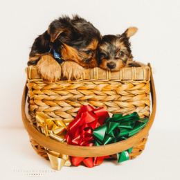Bentley - Black and gold male Yorkshire Terrier puppy in Phoenix, Arizona from Coursey’s Yorkies