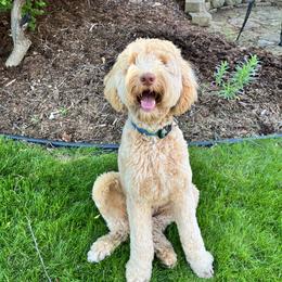 Goldendoodle Puppies from Timber Rock Doodles