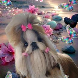 Champion Kissy - Shih Tzu