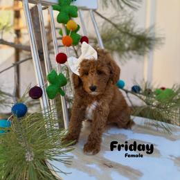 Bernedoodle, Cavalier King Charles Spaniel, Cavapoo, Goldendoodle, and Poodle Puppies from Gypsi Doodles & Poodles LLC.