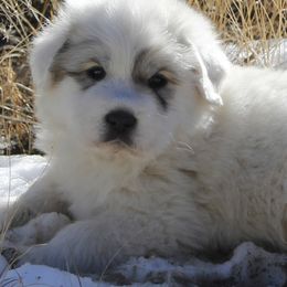 Great Pyrenees Puppies from Prospect Pyrenees
