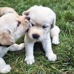Labrador Retriever Puppies from Gabriel Ben-Yosef