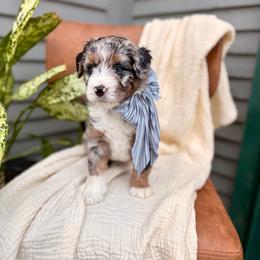 Ridge - Blue merle male Bernedoodle puppy in Buda, Illinois from Hamilton Farm Doodles