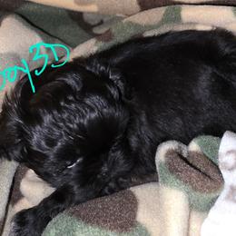 Boy 3 D - Black male Shih Tzu puppy in Buxton, Maine from Shih Tzu Junction