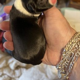 Girl 1 - Boston Terrier puppy in Pickens, South Carolina from Parker Rosa Boston Terrier’s