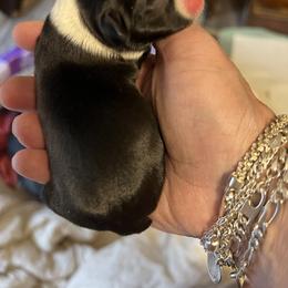 Girl 1 - Boston Terrier puppy in Pickens, South Carolina from Parker Rosa Boston Terrier’s