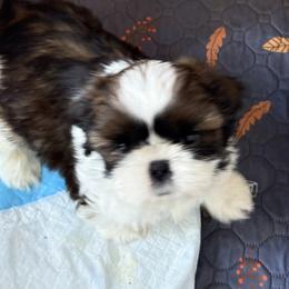 Jeffrey - Red and white male Shih Tzu puppy in Redmond, Oregon from Jazzie Shih Tzu