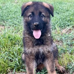 Rain - Sable male German Shepherd puppy in Sand Springs, Oklahoma from Austerlitz German Shepherds