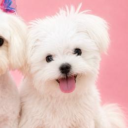 Maltese from Maltese Dollhouse