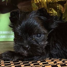Ebony - Black and tan female Yorkshire Terrier puppy in Lafayette, Georgia from Berggipfel Yorkies