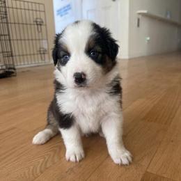 Firefly - Black tri-color female Australian Shepherd puppy in Ellensburg, Washington from Creekside Aussies