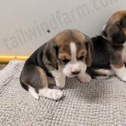 Orange - Black tan and white male Beagle puppy in Vallejo, California from Tailwindfarm