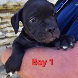 Boy 1 - Black and white male Olde English Bulldogge puppy in Lebanon, Tennessee from Old Hickory Farm Bulldogges