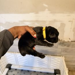 Yellow - Black female Cane Corso puppy in Clinton, Mississippi from Paw City Kennel