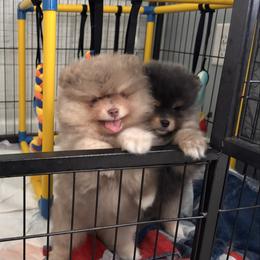 Lavender - Lavender male Pomeranian puppy in Fayetteville, North Carolina from Tar-heel Poms