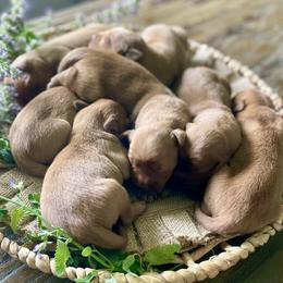 Girl 5 - Dark golden female Golden Retriever puppy in Buffalo, Missouri from Thrasher Family Puppies