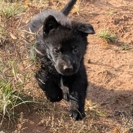 Violet - Black female German Shepherd puppy in Luna, New Mexico from Von De León German Shepherds