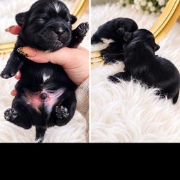 Midnight - Black male Shih Tzu puppy in Gilbert, Arizona from Shih Tzus of Gilbert