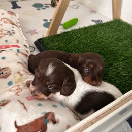 Estelle - Piebald female Dachshund puppy in Caldwell, Idaho from Central Bark Doxies