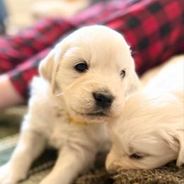 LeMans - Light golden male Golden Retriever puppy in Watkins, Colorado from Brightside Goldens